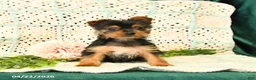 Yorkshire Terrier dogs for sale: Destiny - Ad 3