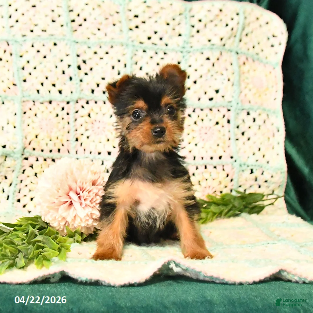 Yorkshire Terrier dogs for sale: Destiny - Ad 3