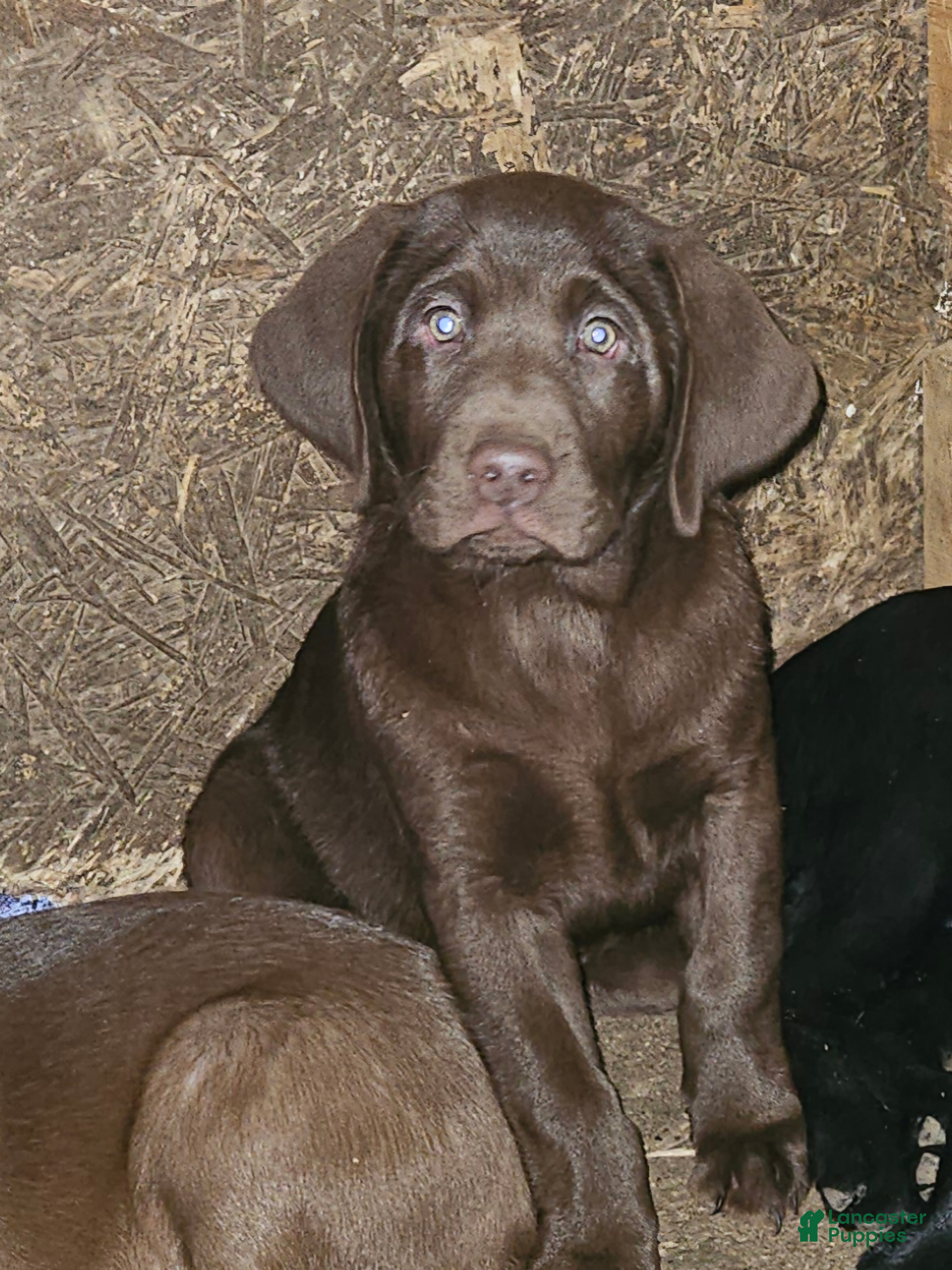 Labrador Retriever dogs Labrador Retriever Puppy 5 - Ad 1