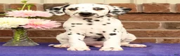 Dalmatian dogs for sale: Ike - Ad 5