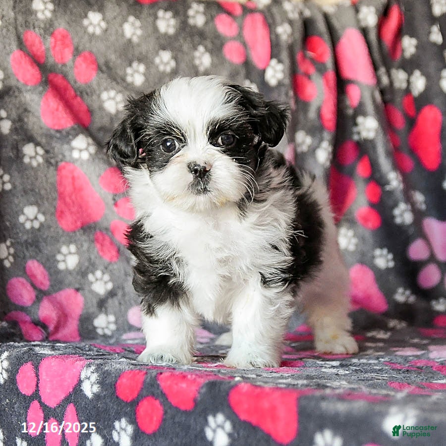 Shih Tzu dogs Sailor - Ad 23
