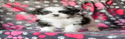 Shih Tzu dogs for sale: Sailor - Ad 1