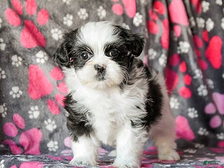 Shih Tzu dogs Sailor - Ad 3
