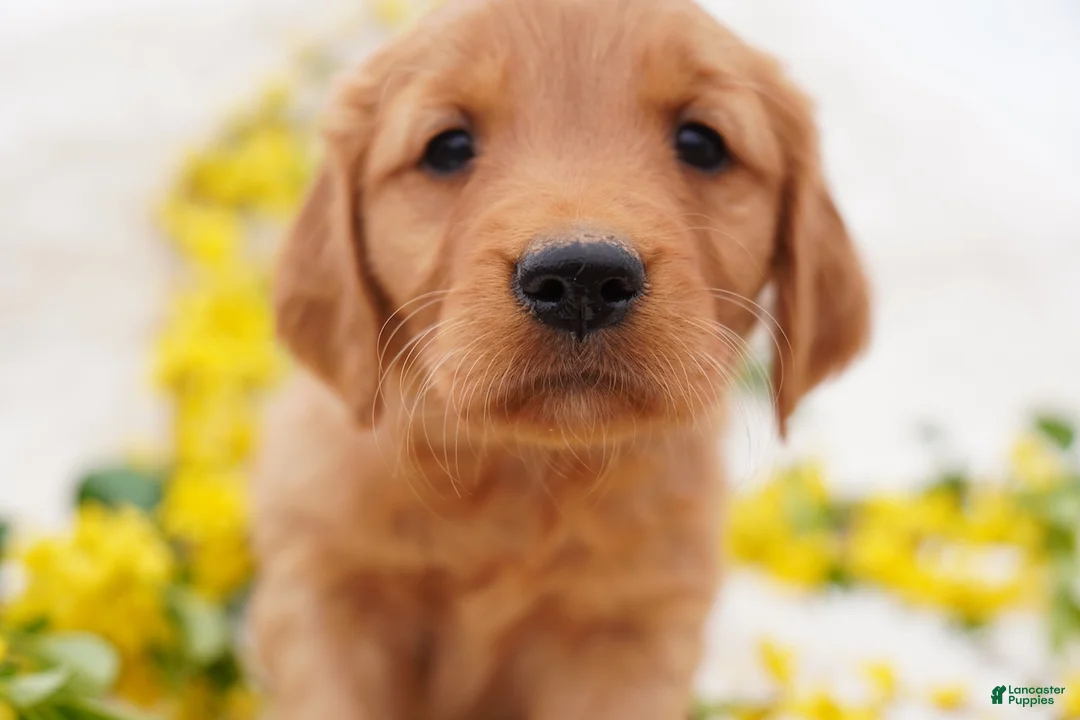 Golden Retriever dogs for sale: May - AKC, Genetically Clear - Ad 1