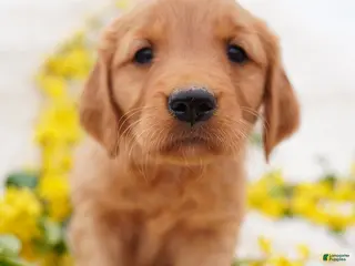 Golden Retriever dogs May - AKC, Genetically Clear - Ad 8