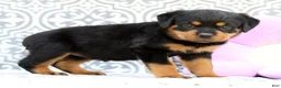 Rottweiler dogs for sale: Misty - Ad 3