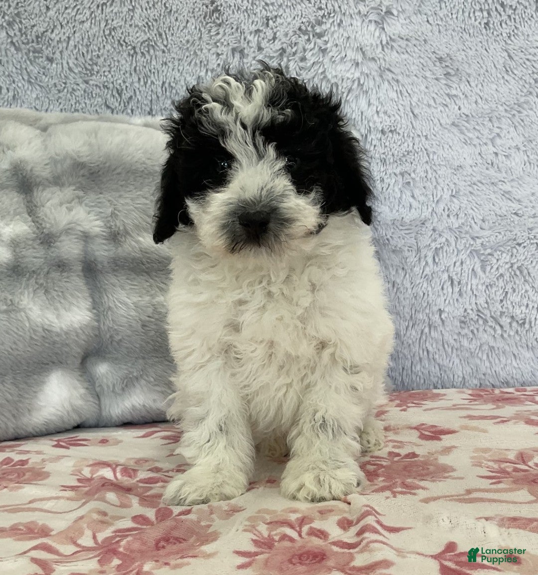 Mixed Breed dogs Teyana - Ad 2