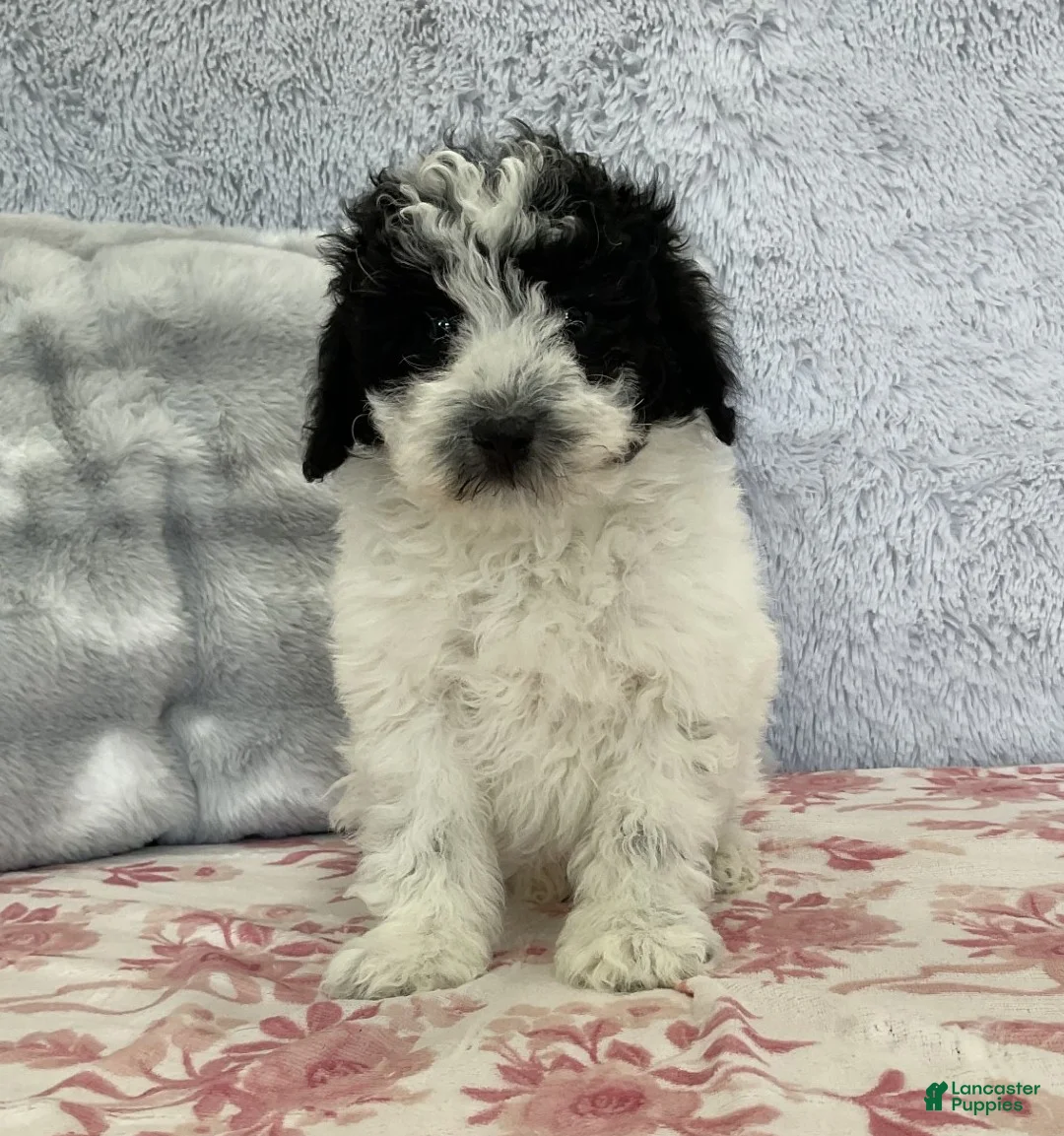 Mixed Breed dogs for sale: Teyana - Ad 2