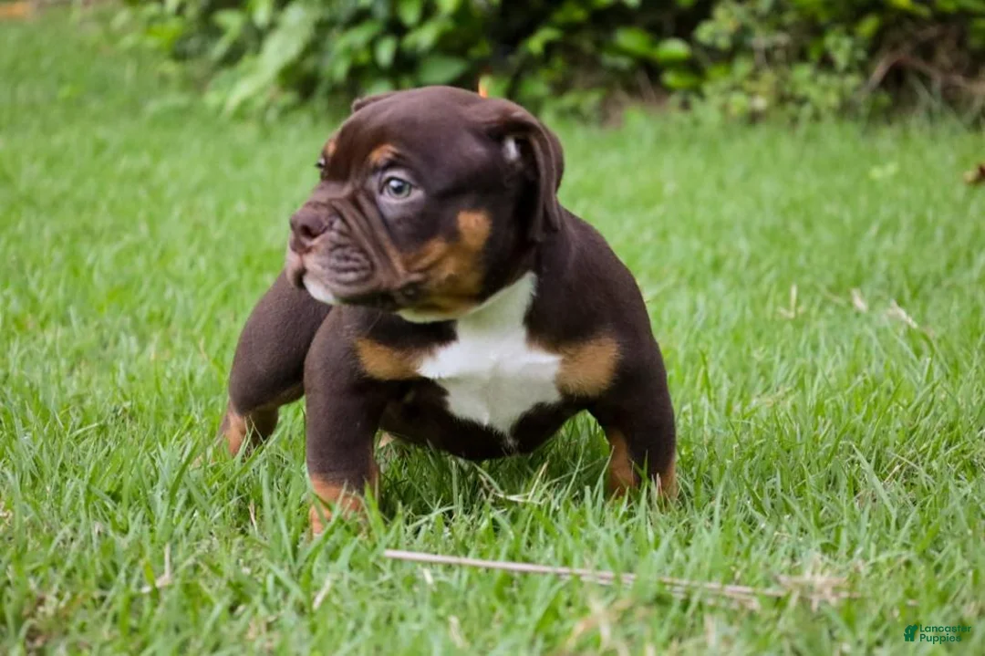 American Bully dogs for sale: American Bully Puppy 1 - Ad 9
