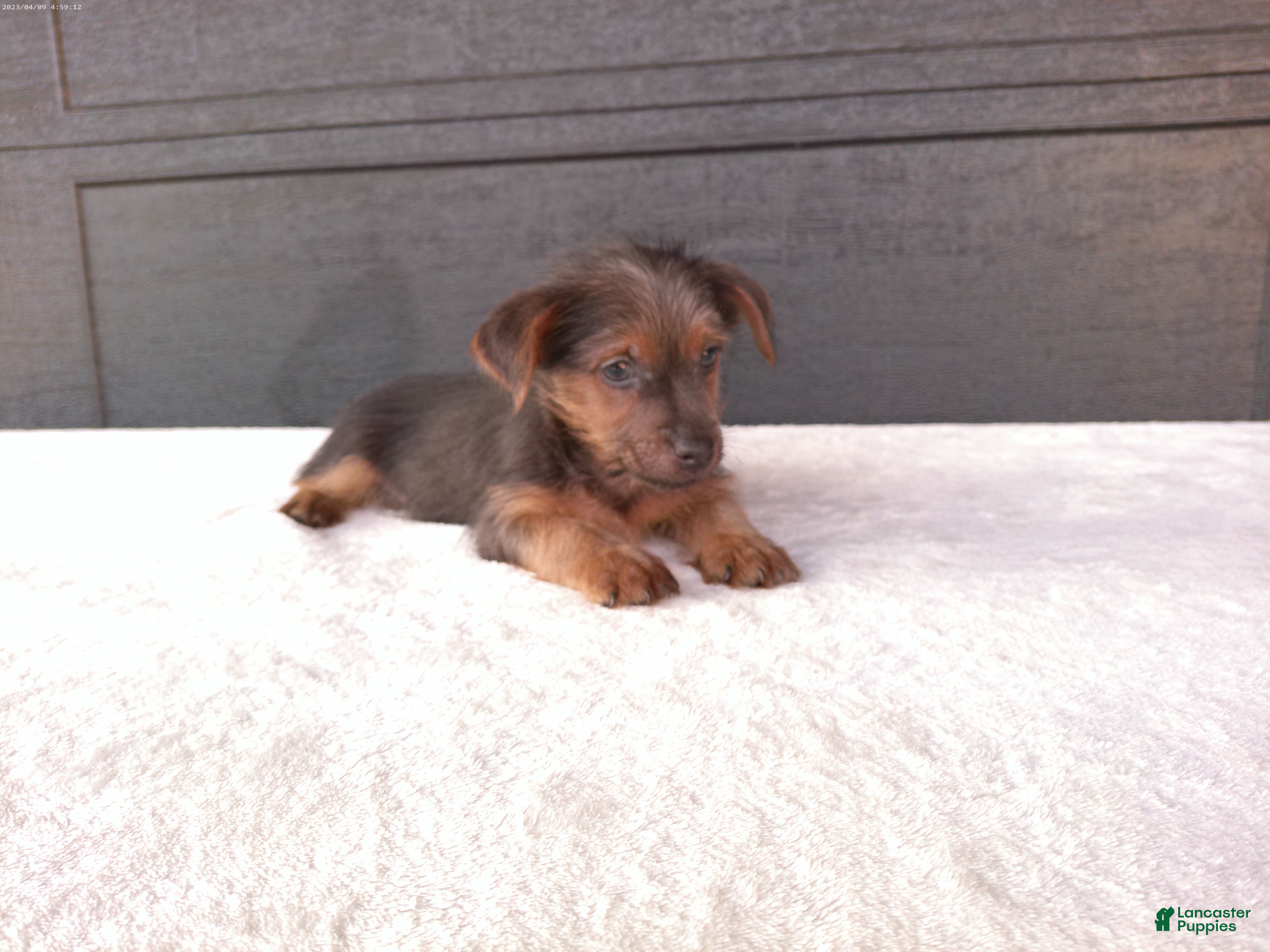 Yorkshire Terrier dogs Tucker  - Ad 1