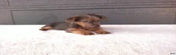 Yorkshire Terrier dogs for sale: Tucker  - Ad 5