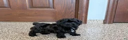 Havapoo dogs for sale: Havapoo Puppy 1 - Ad 3