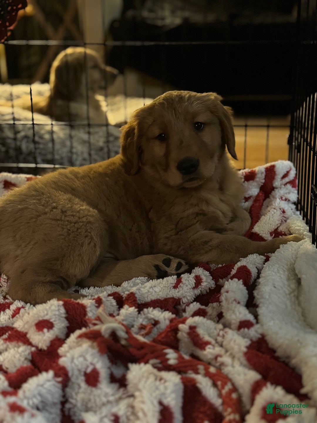 Golden Retriever dogs for sale: Cider - Ad 5