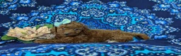 Mini Goldendoodle dogs for sale: Stella 10 lbs full grown - Ad 4
