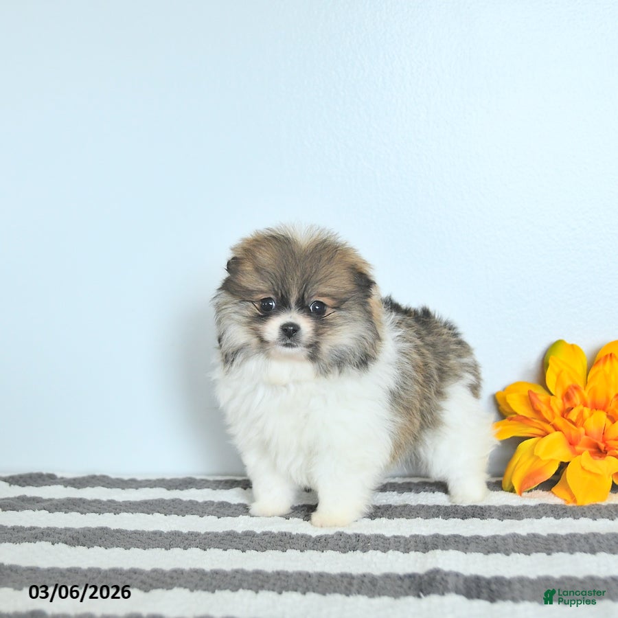 Pomeranian dogs Bailey EXTRA SMALL - Ad 1
