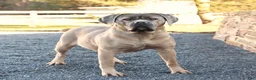 Cane Corso dogs for sale: Runner - Ad 6