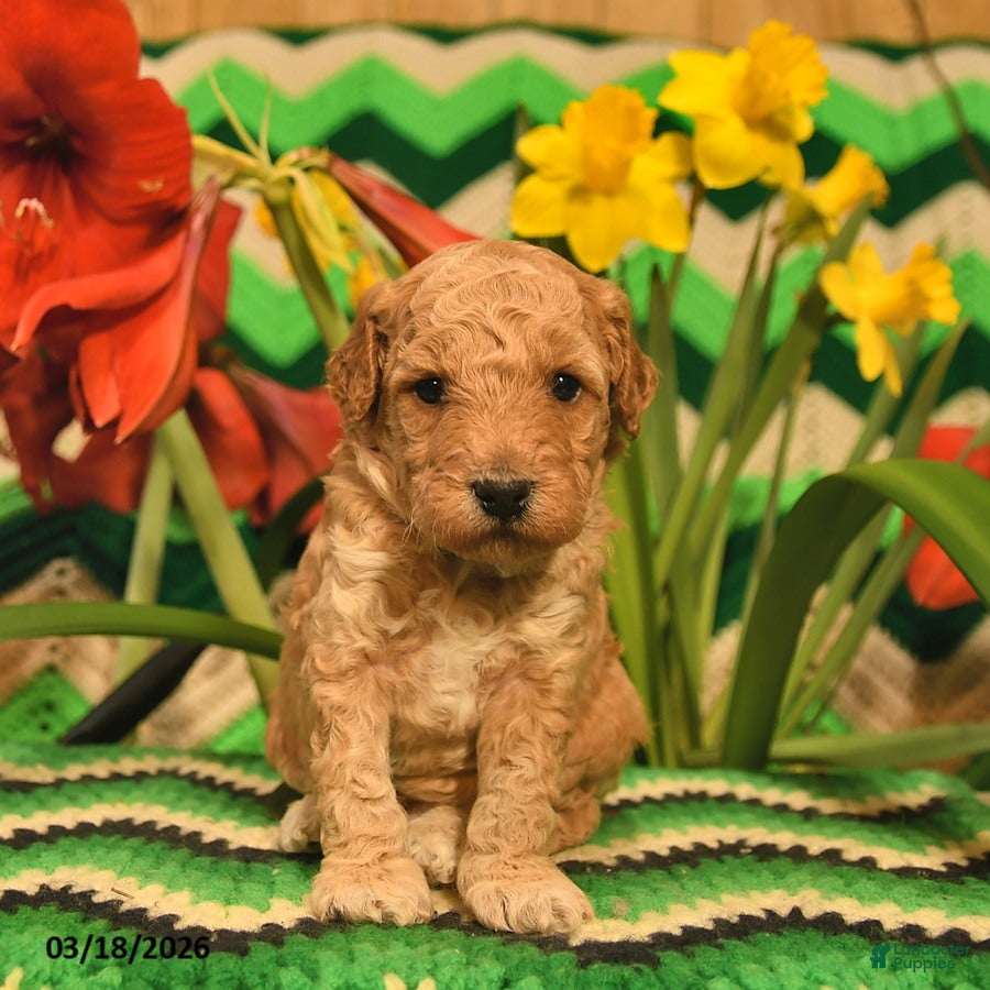 Mini Goldendoodle dogs Prancer  - Ad 2