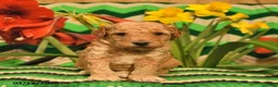 Mini Goldendoodle dogs for sale: Prancer  - Ad 2