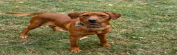 Mixed Breed dogs for sale: Midnight - Ad 6