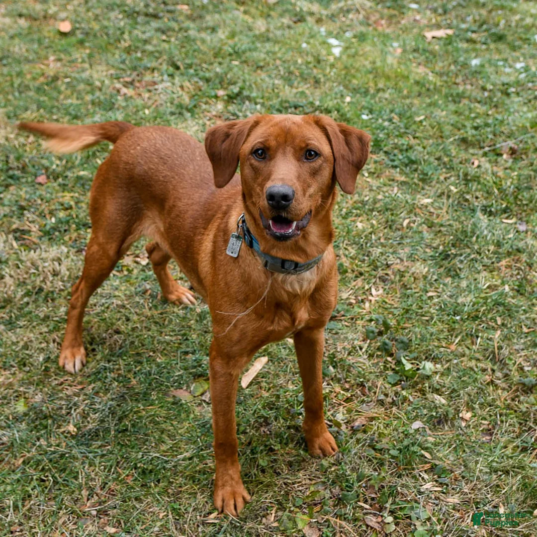Mixed Breed dogs for sale: Midnight - Ad 6