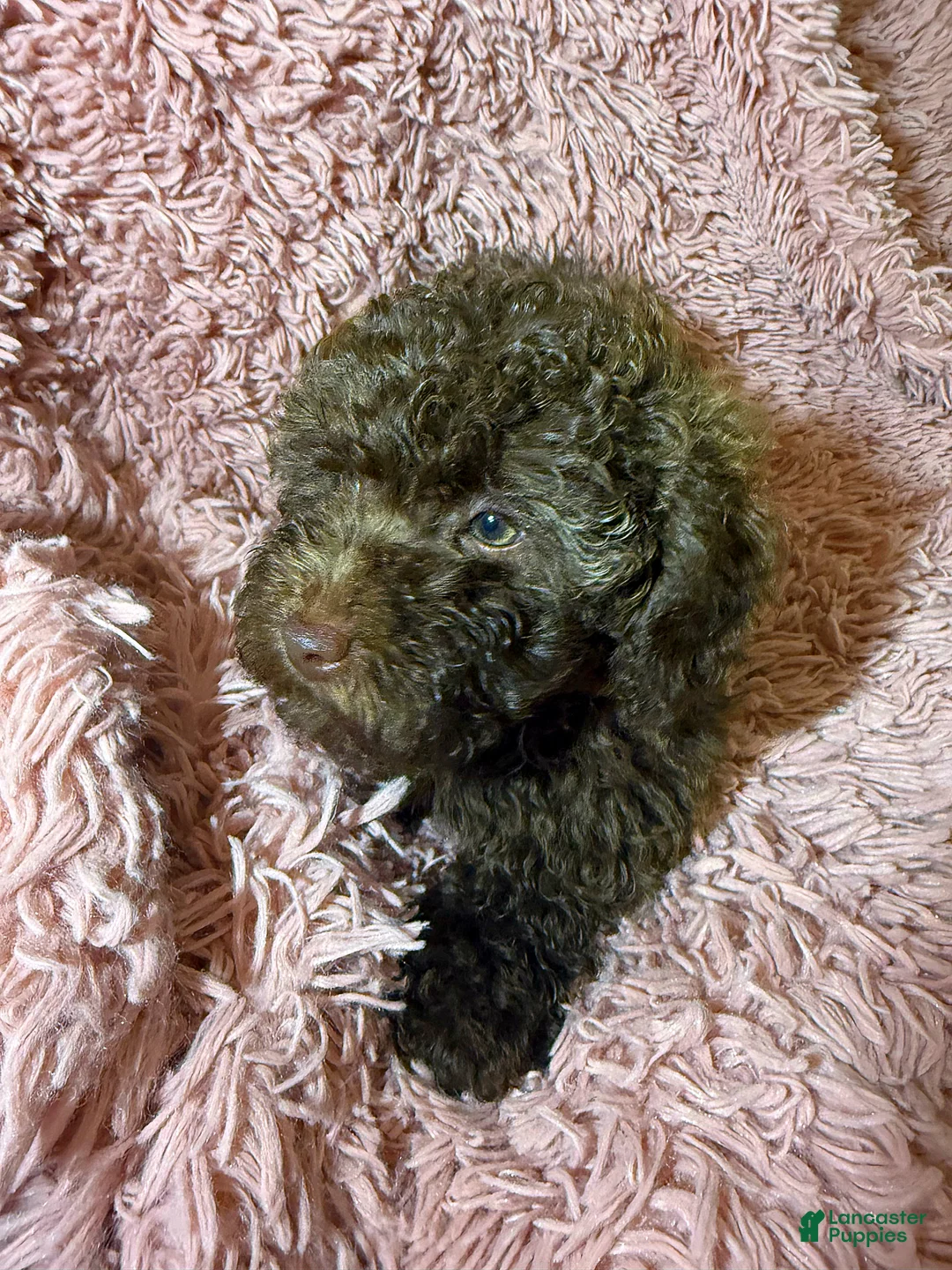 Toy Poodle dogs for sale: Toy Poodle Puppy 1 - Ad 1