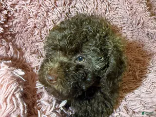 Toy Poodle dogs Toy Poodle Puppy 1 - Ad 6