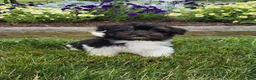 Havanese dogs for sale: Toby - Ad 15