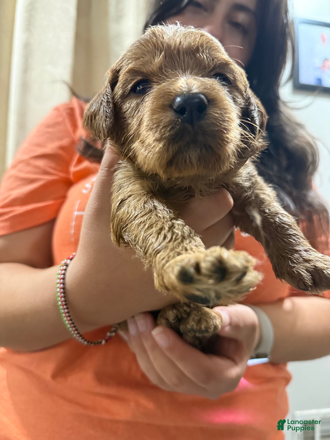 Goldendoodle dogs for sale: Pongo - Ad 8