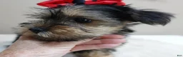 Yorkshire Terrier dogs for sale: Tiny Koda 2nd chance - Ad 3