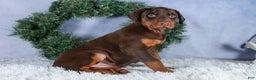 Doberman Pinscher dogs for sale: TASHA - Ad 18