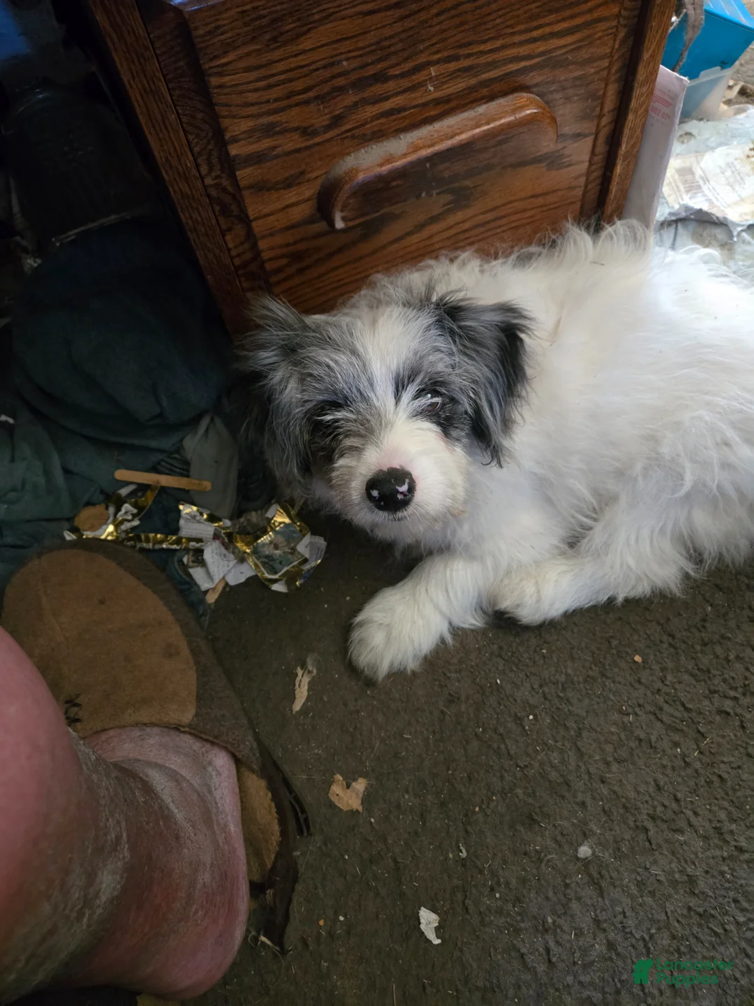 Mixed Breed dogs for sale: Mixed Breed Puppy 1 - Ad 2