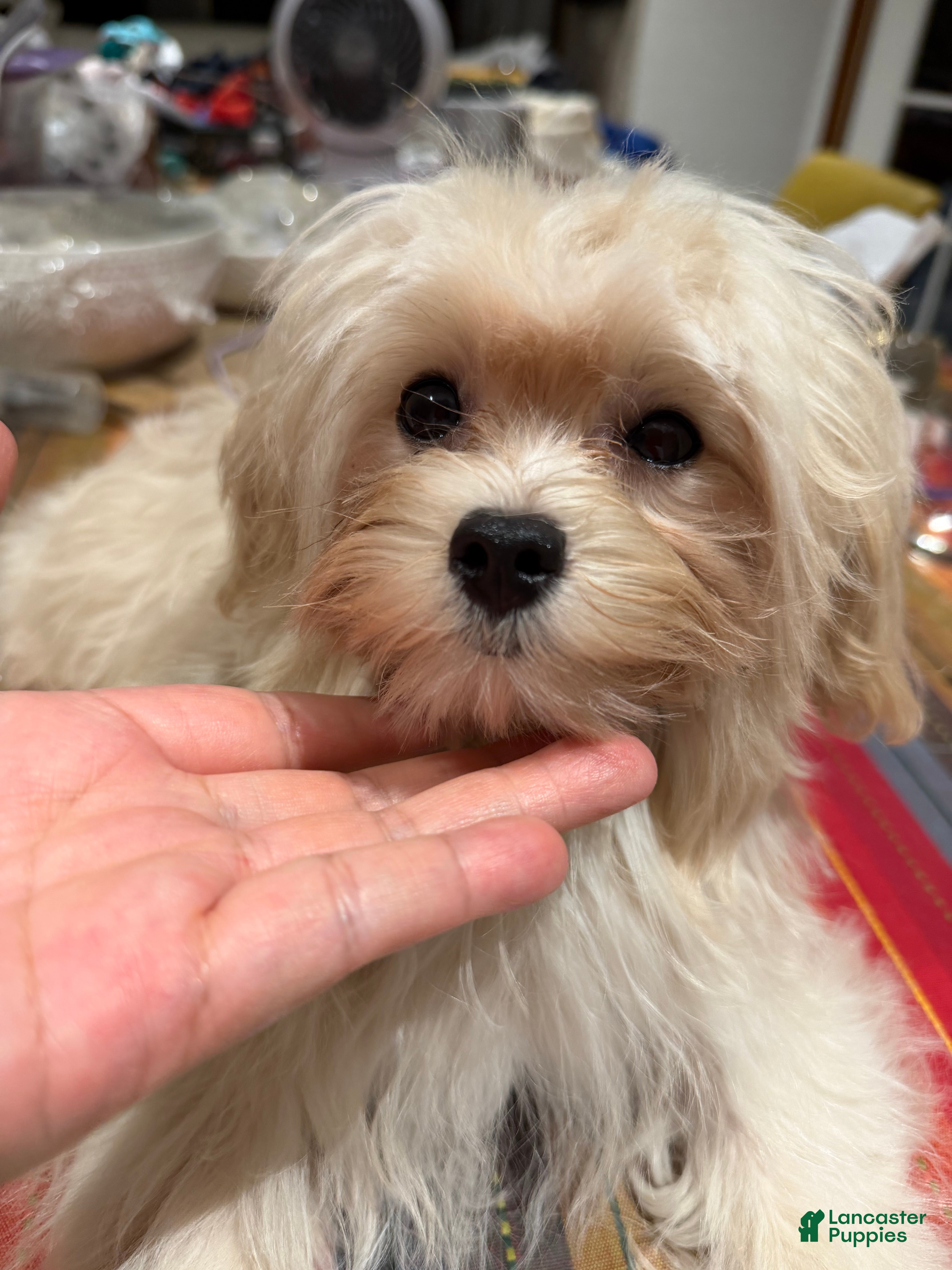 Maltipoo dogs Mars - Ad 2