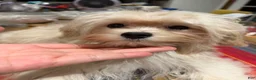 Maltipoo dogs for sale: Mars - Ad 2