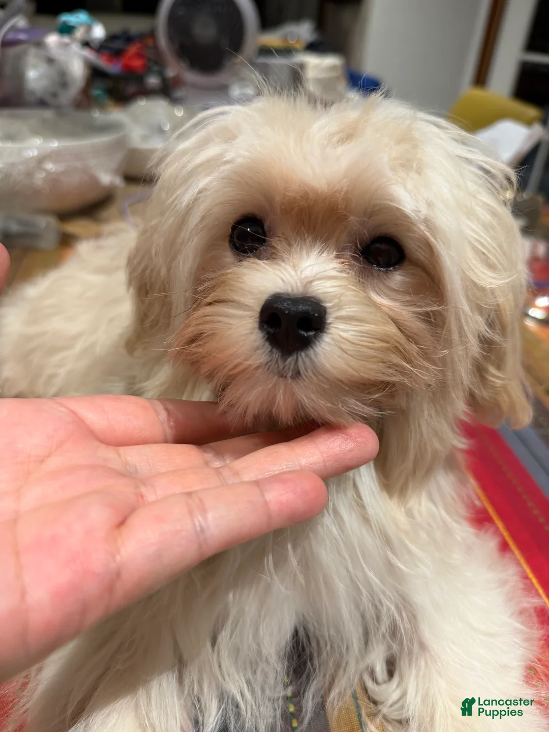 Maltipoo dogs for sale: Mars - Ad 2
