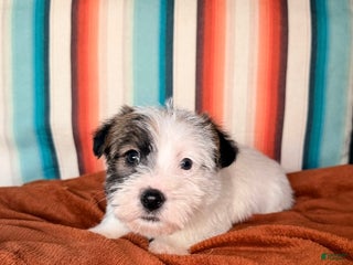Mixed Breed dogs Mixed Breed Puppy 1 - Ad 28