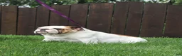 English Bulldog dogs for sale: Thor - Ad 18