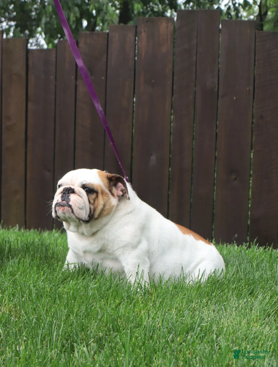 English Bulldog dogs for sale: Thor - Ad 18
