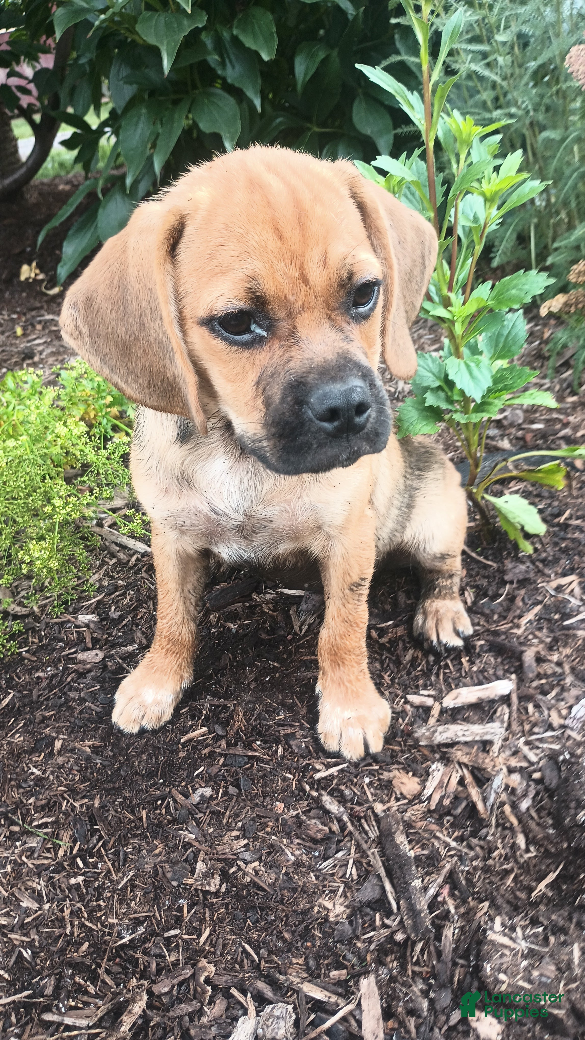 Puggle dogs Redwood - Ad 1