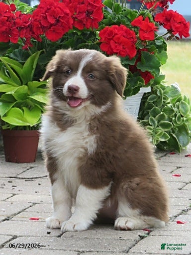 Miniature Australian Shepherd dogs Olivia - Ad 2