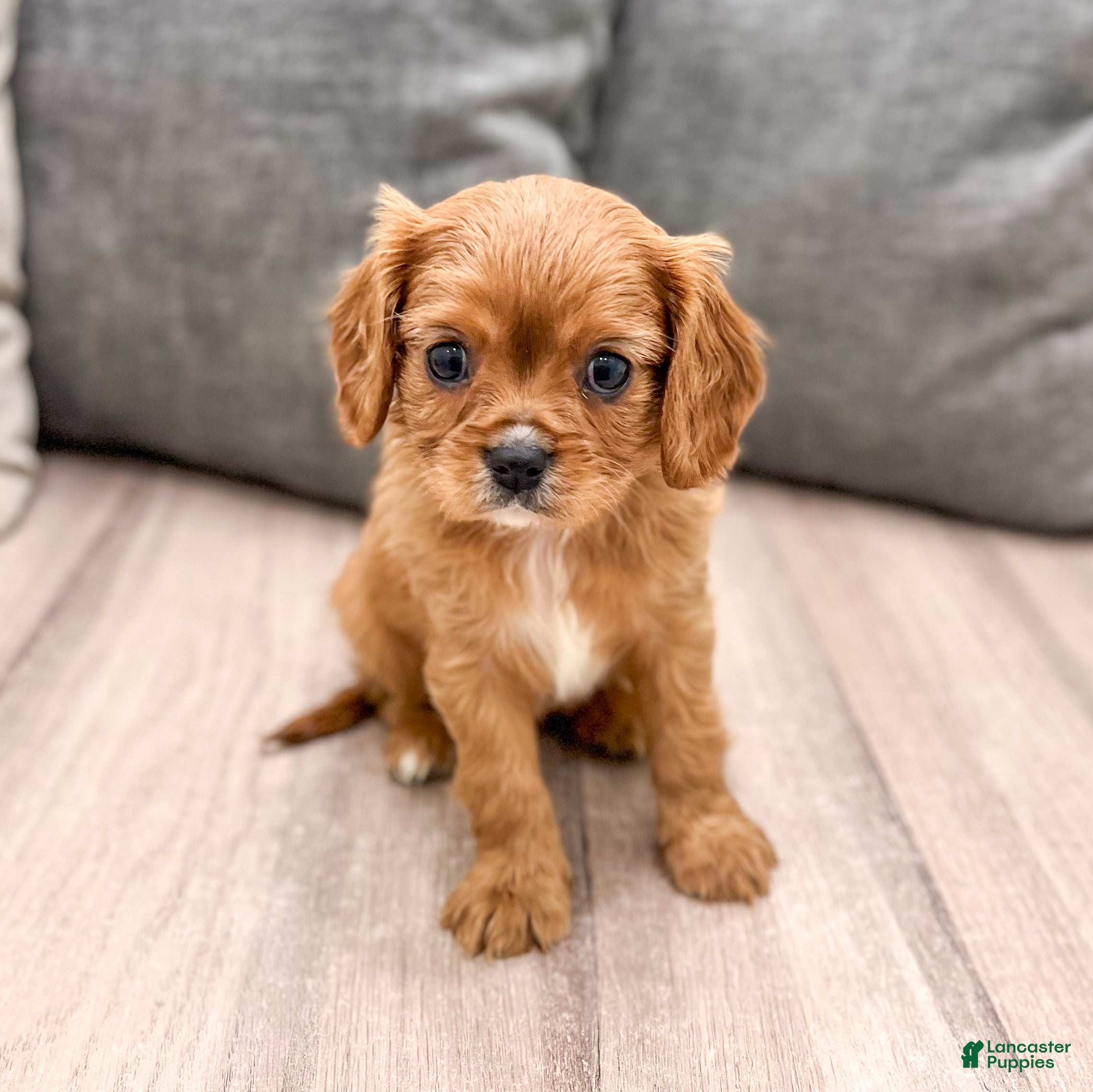 Cavalier King Charles Spaniel dogs Destiney - Ad 1