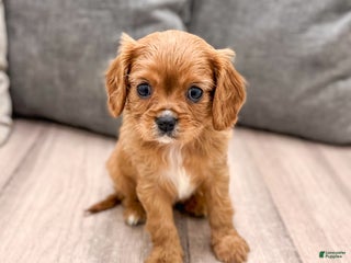Cavapoo dogs Destiney - Ad 17