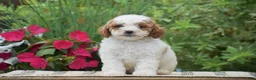 Miniature Poodle dogs for sale: Lilly - Ad 4