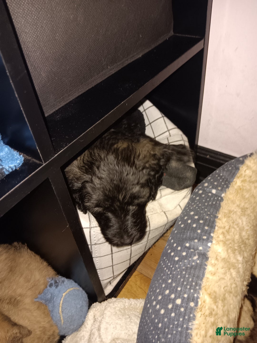 Labradoodle dogs for sale: Princess  - Ad 4