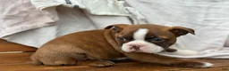 Boston Terrier dogs for sale: Kelli - Ad 13