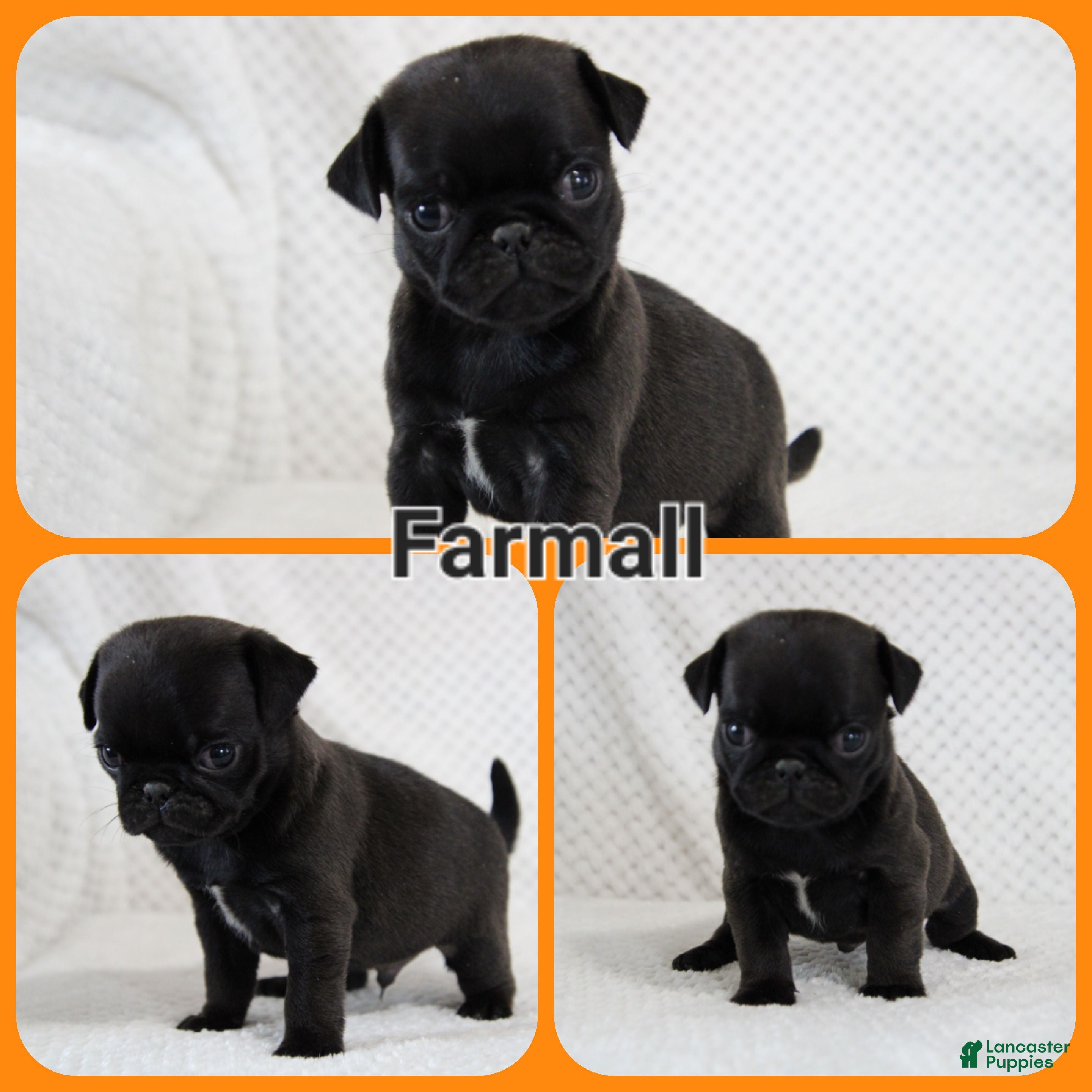 Pug dogs Farmall - Ad 21