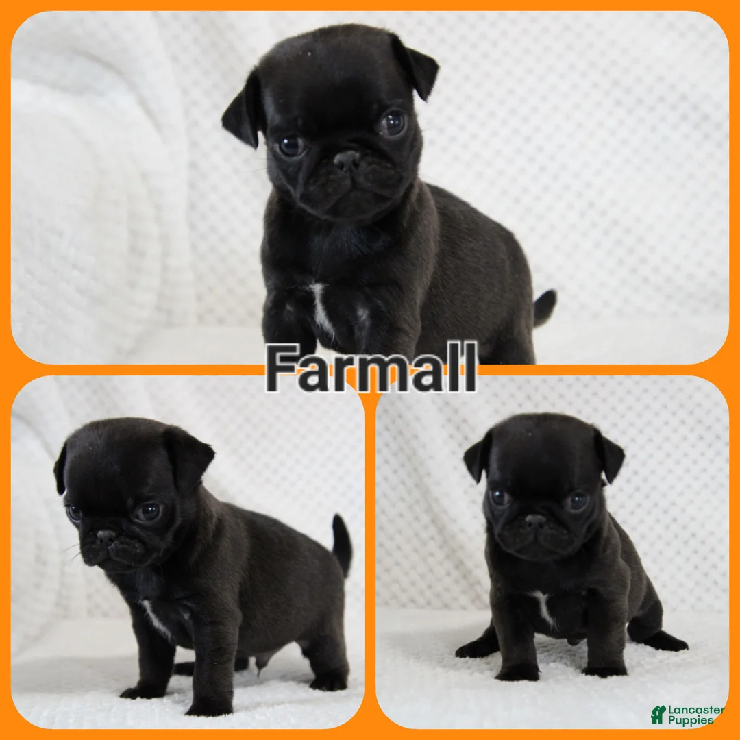 Pug dogs for sale: Farmall - Ad 1