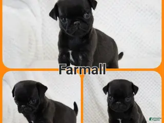 Pug dogs Farmall - Ad 21