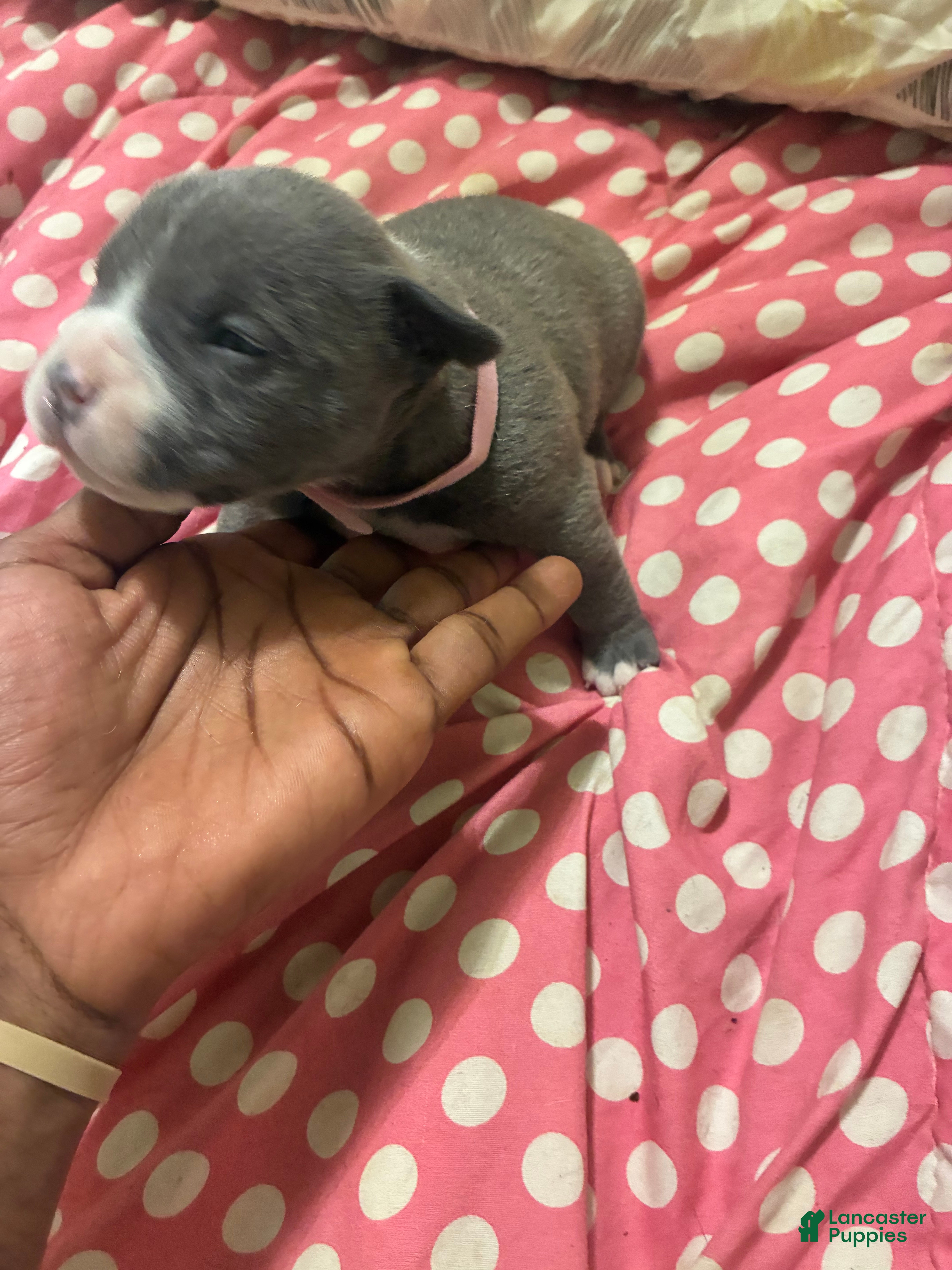 American Bully dogs American Bully Puppy 5 - Ad 21