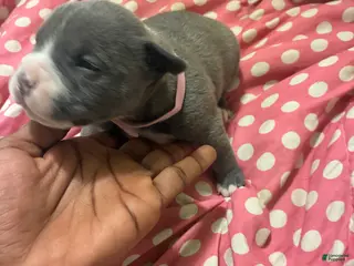 American Bully dogs American Bully Puppy 5 - Ad 5
