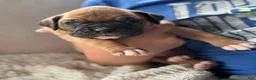 Boxer dogs for sale: Nova - Ad 6